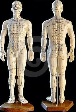 acupuncture-model-thumb13119143_8192.jpg