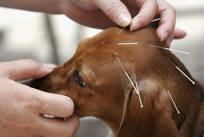 canine-acupuncture_1.jpg